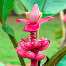 Load image into Gallery viewer, 50 Pcs Dwarf Banana Bonsai Tree, Tropical Fruit Tree, Bonsai Balcony Flower for Home Planting, Germination Rate of 95%